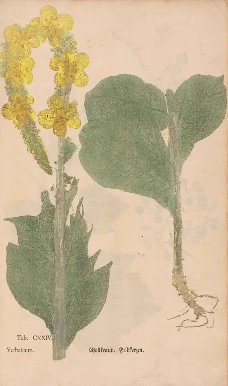 Pflanzenabdrücke Taf. 124 von Christian Gottlieb Ludwig