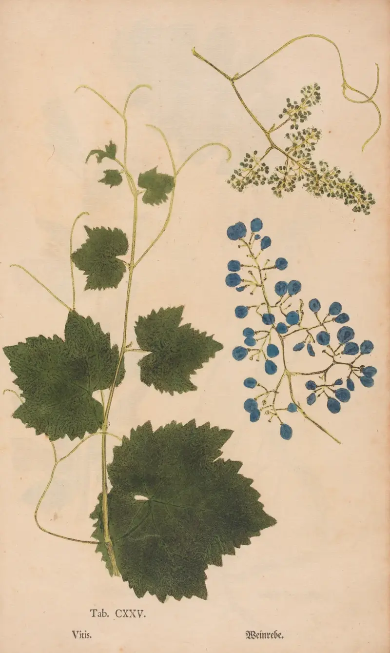 Ectypa vegetabilium Pl. 125 von Christian Gottlieb Ludwig