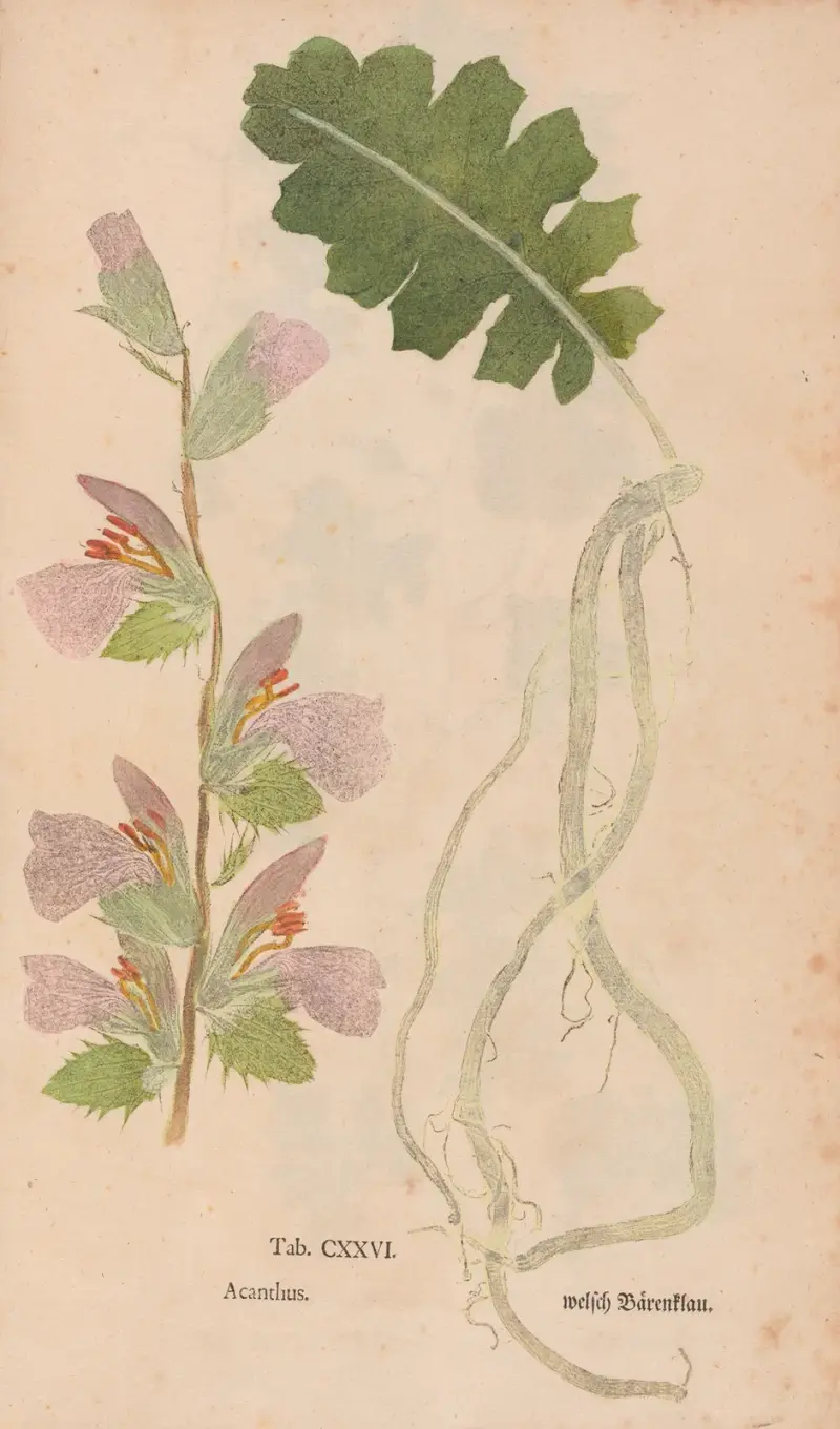 Ectypa vegetabilium Pl. 126 von Christian Gottlieb Ludwig