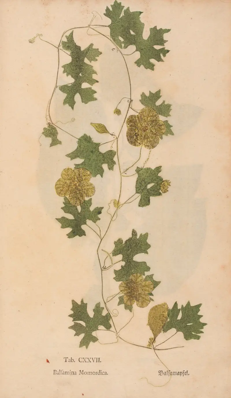 Ectypa vegetabilium Taf. 127 von Christian Gottlieb Ludwig