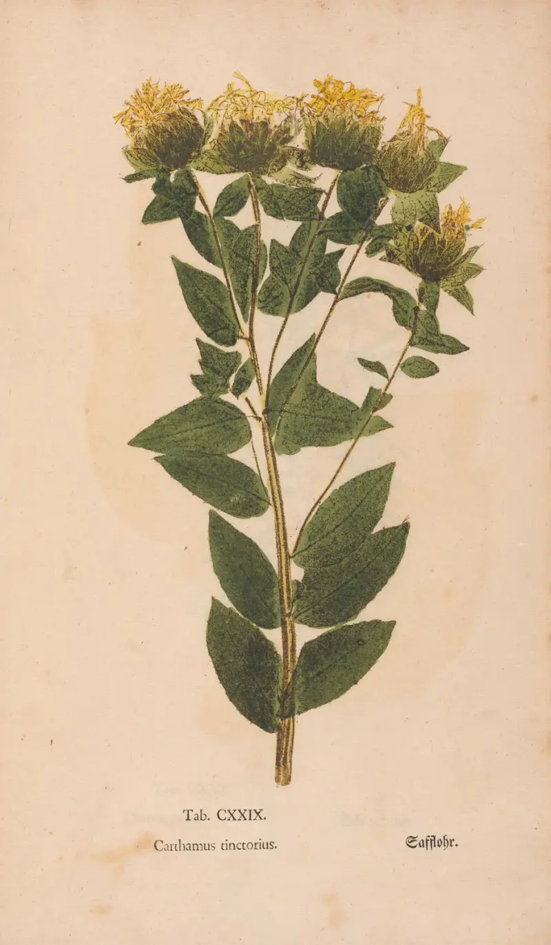 Ectypa vegetabilium Pl.129 von Christian Gottlieb Ludwig