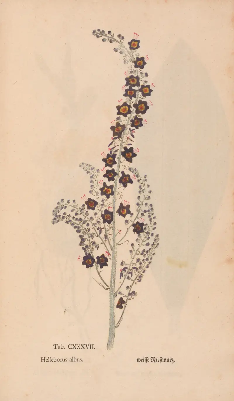 Ectypa vegetabilium Pl.137, Christian Gottlieb Ludwig