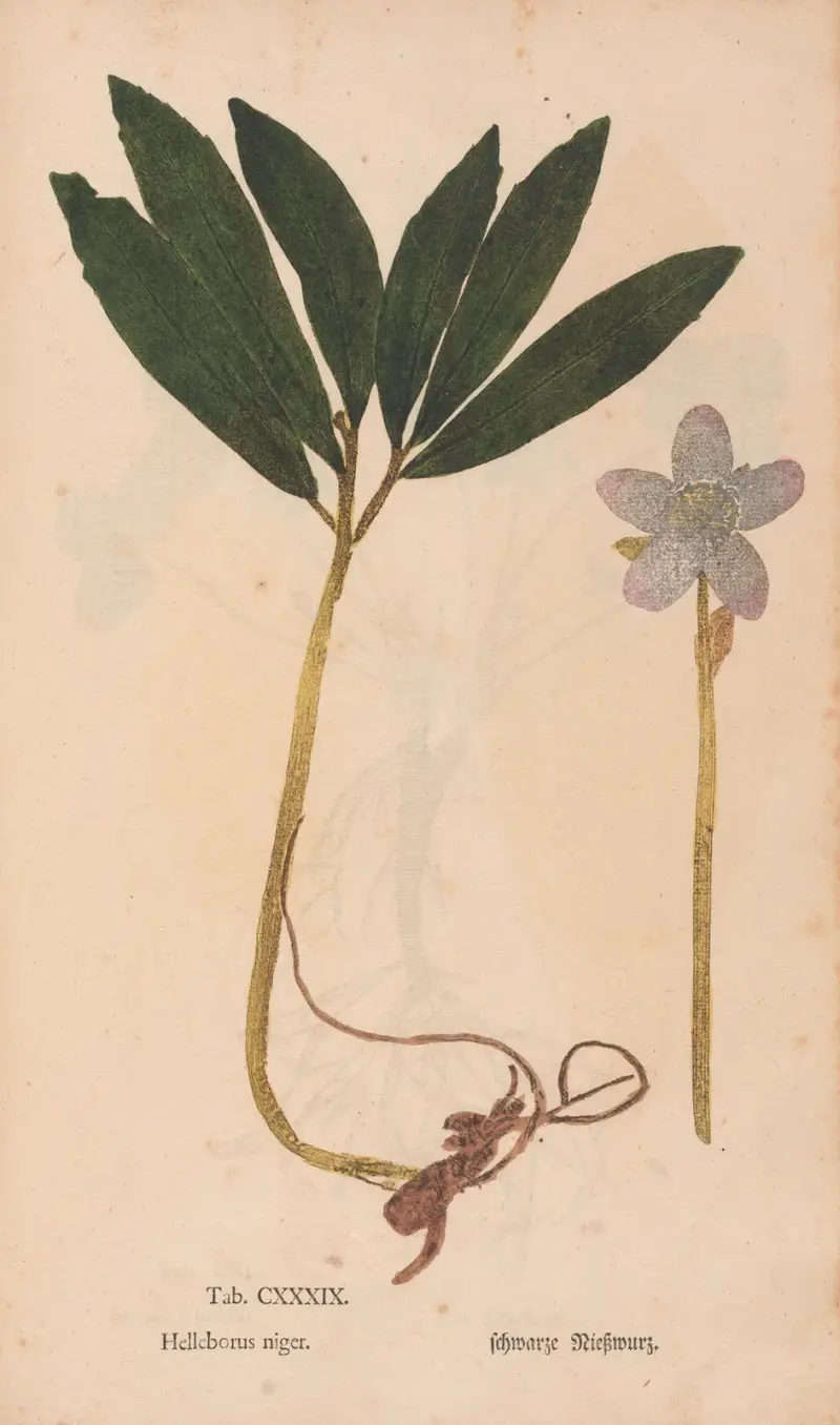 Ectypa vegetabilium Taf. 139 von Christian Gottlieb Ludwig