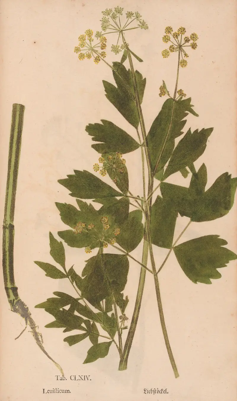Ectypa vegetabilium Taf. 164 von Christian Gottlieb Ludwig