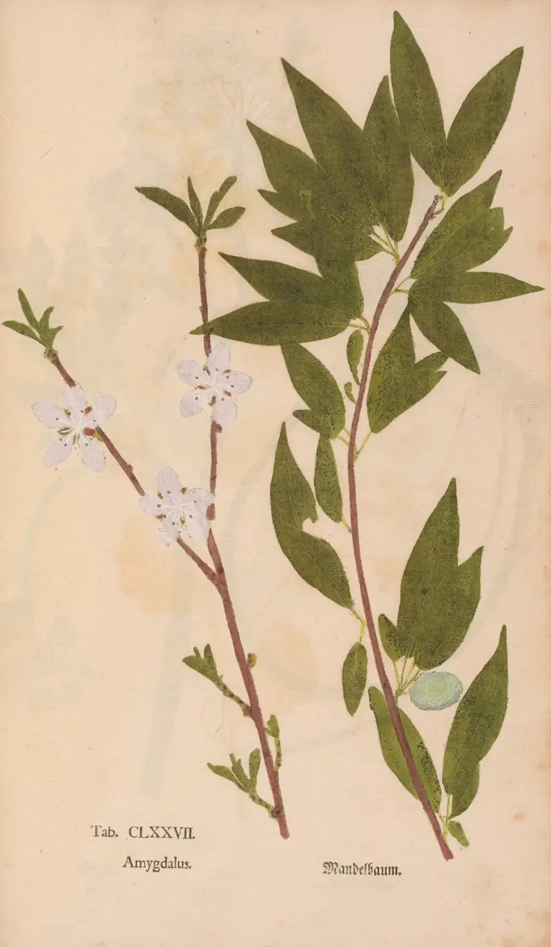 Ectypa vegetabilium Pl.177, Christian Gottlieb Ludwig