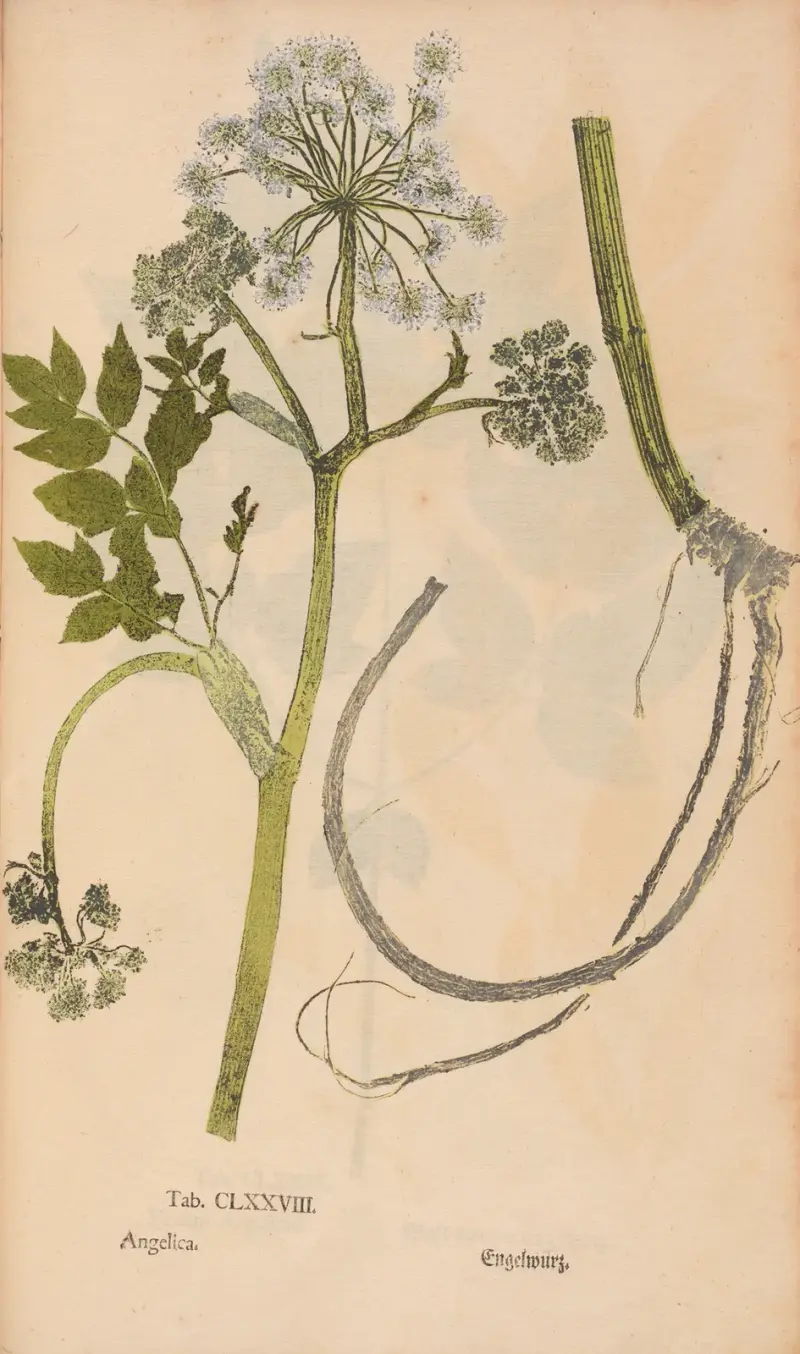 Ectypa vegetabilium Pl. 178 von Christian Gottlieb Ludwig