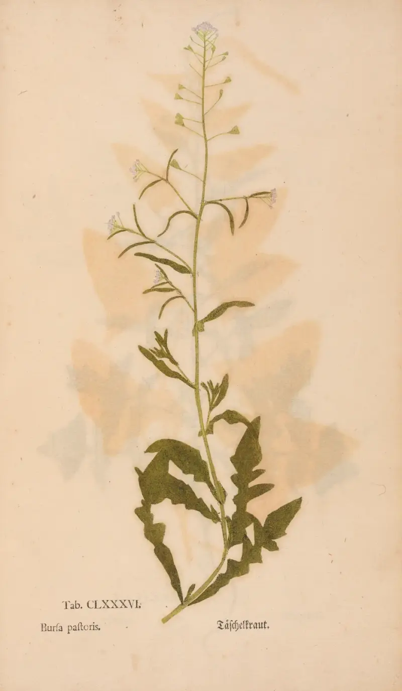 Ectypa vegetabilium Pl. 186 von Christian Gottlieb Ludwig