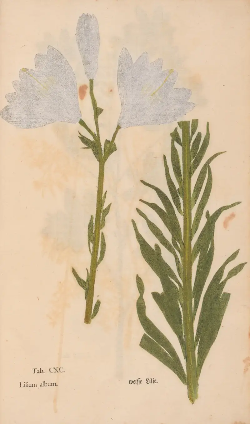 Ectypa vegetabilium Taf. 190 von Christian Gottlieb Ludwig