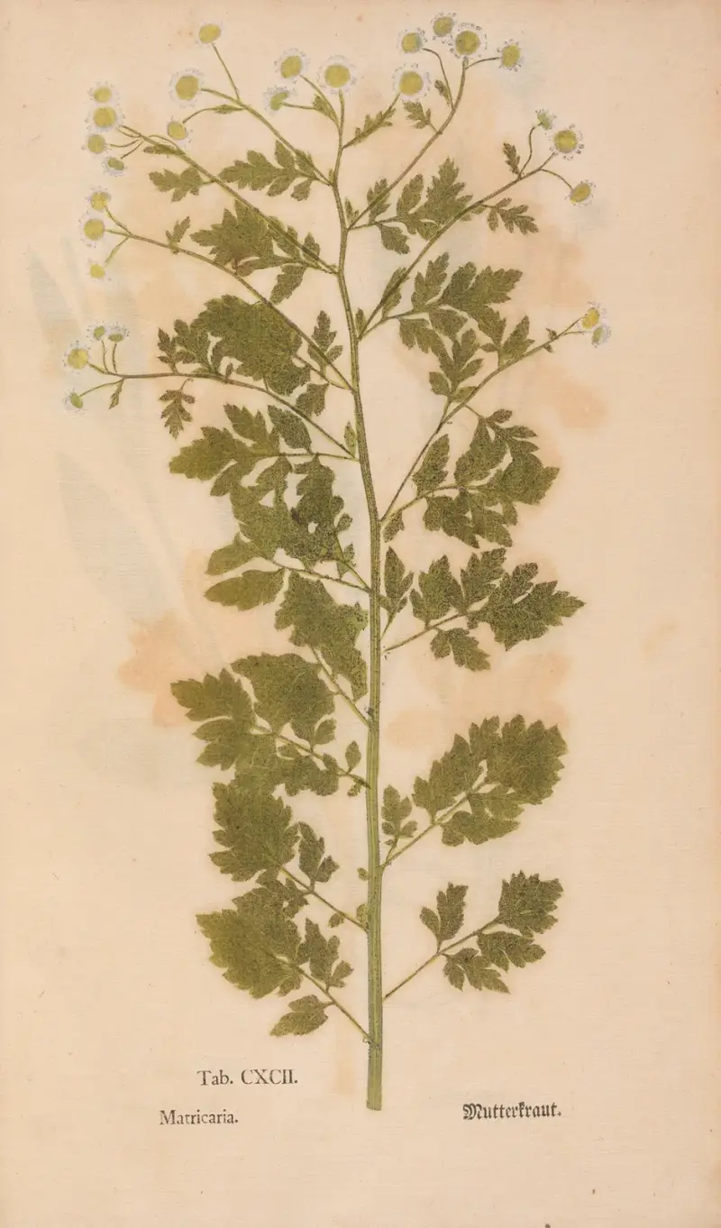 Ectypa vegetabilium Pl. 192, Christian Gottlieb Ludwig