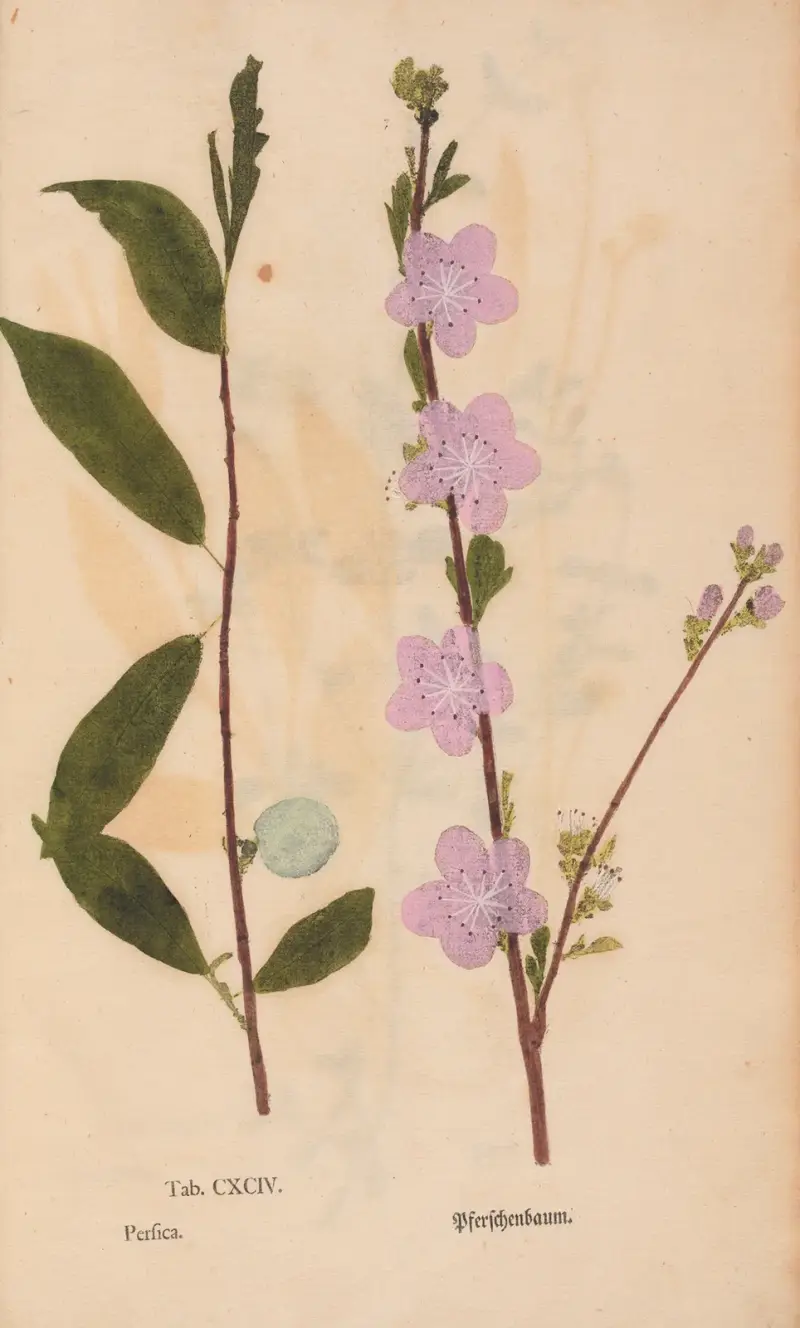 Ectypa vegetabilium Pl. 194, Christian Gottlieb Ludwig