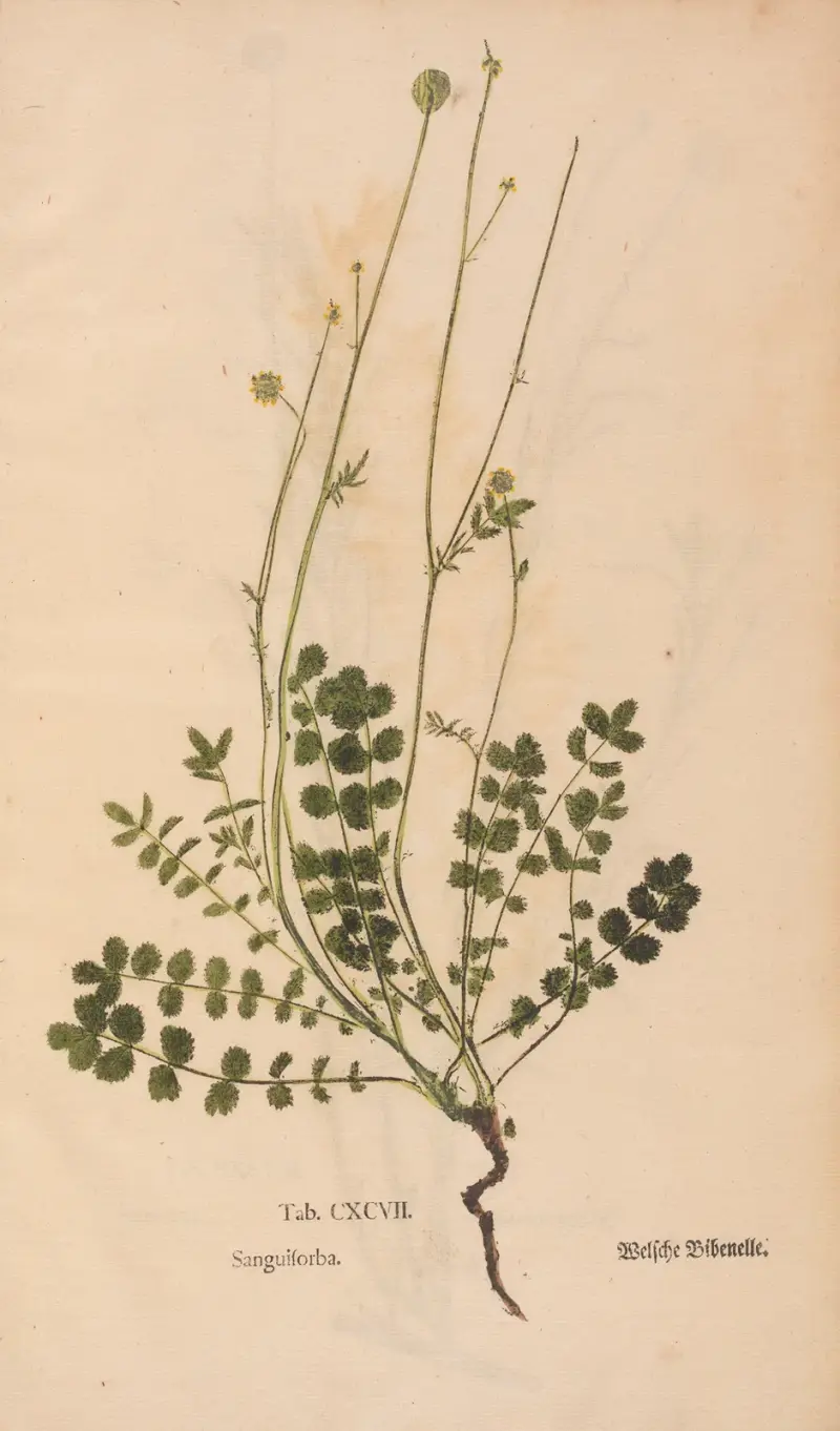 Ectypa vegetabilium Pl. 197 von Christian Gottlieb Ludwig