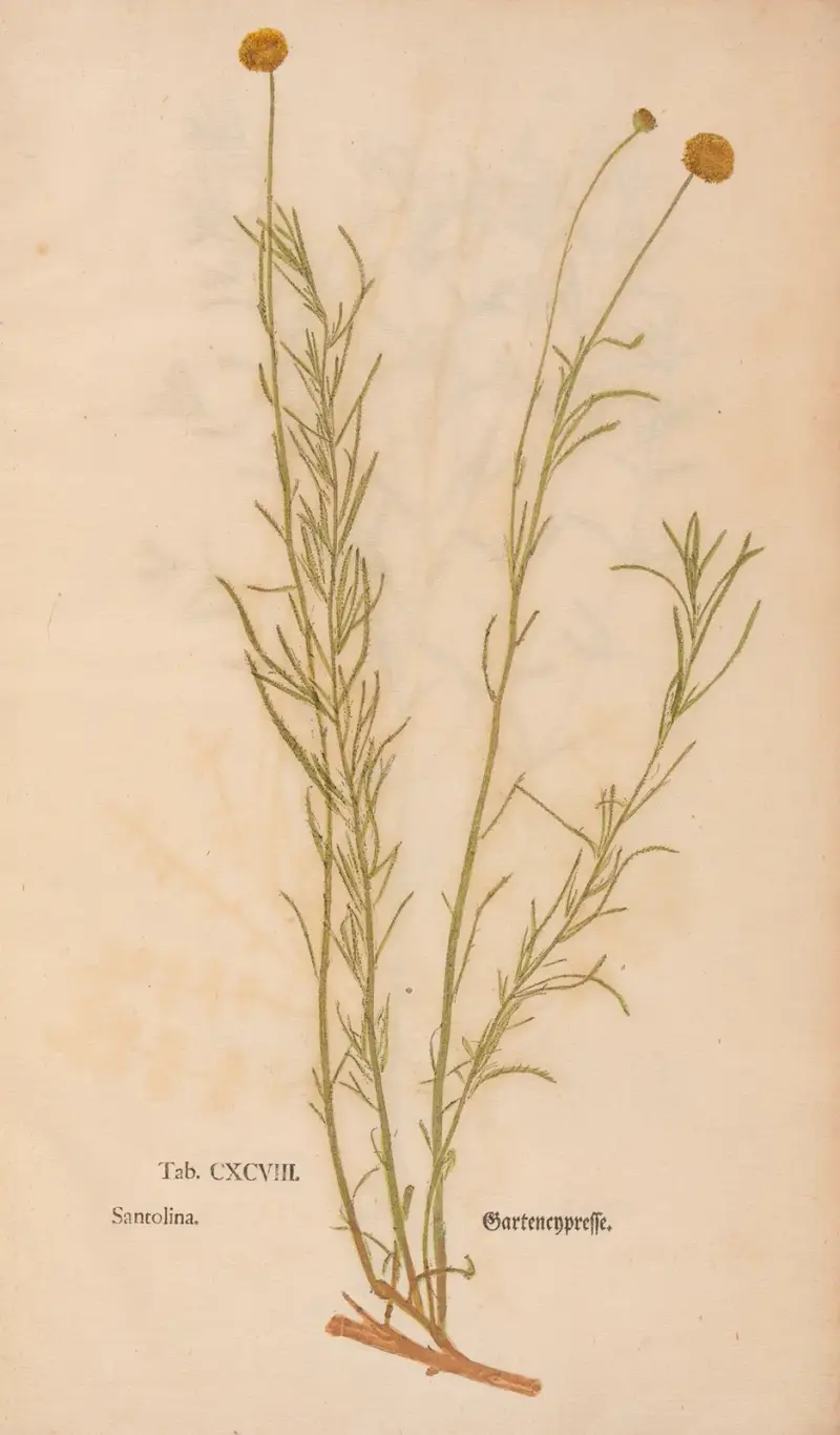 Ectypa vegetabilium Pl.198 av Christian Gottlieb Ludwig