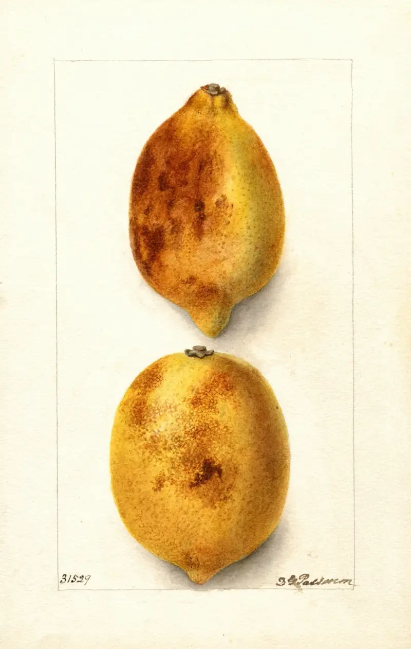 Citrus limon, Deborah Griscom Passmore