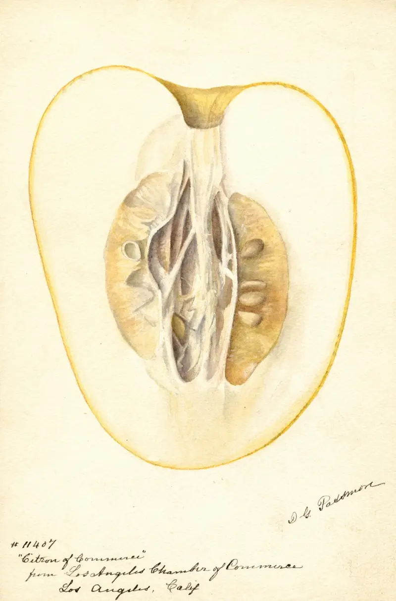 Citrus medica: Citron of Commerce, 1896 – nr 1 av Deborah Griscom Passmore
