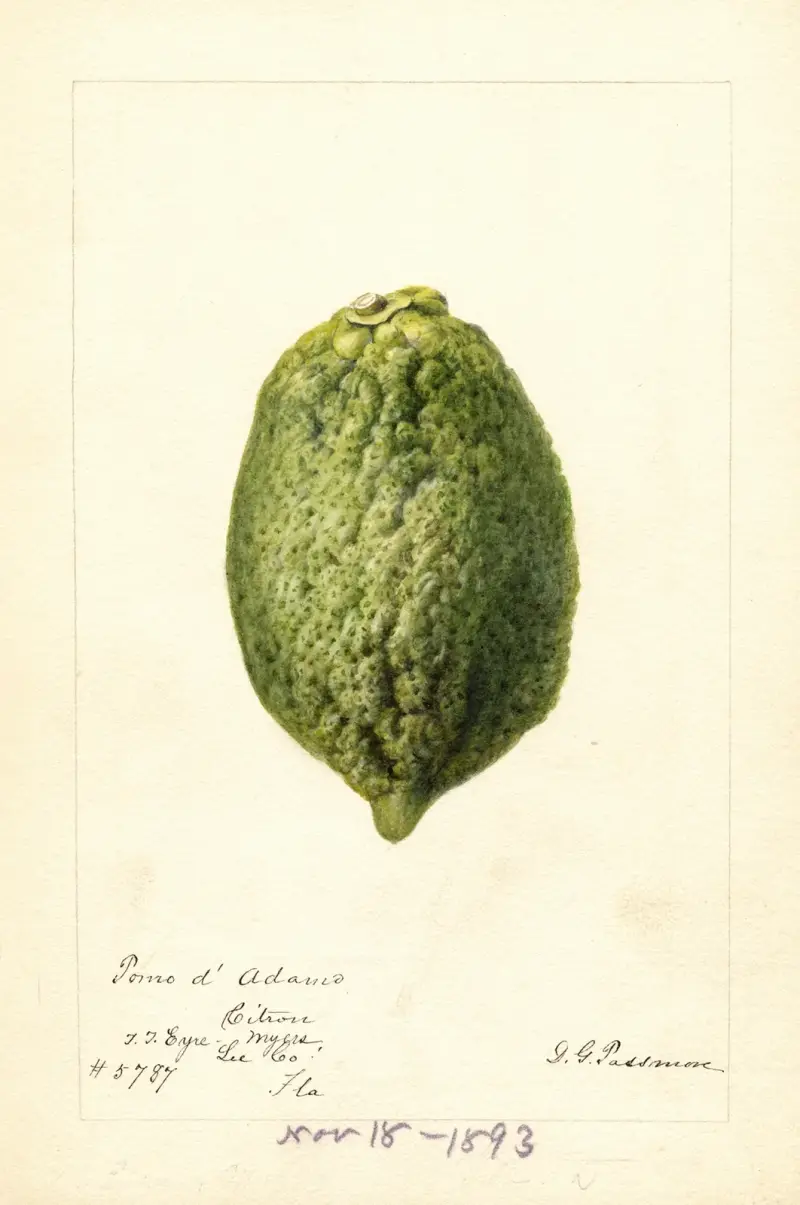 Citrus medica: Pomo d’Adams av Deborah Griscom Passmore