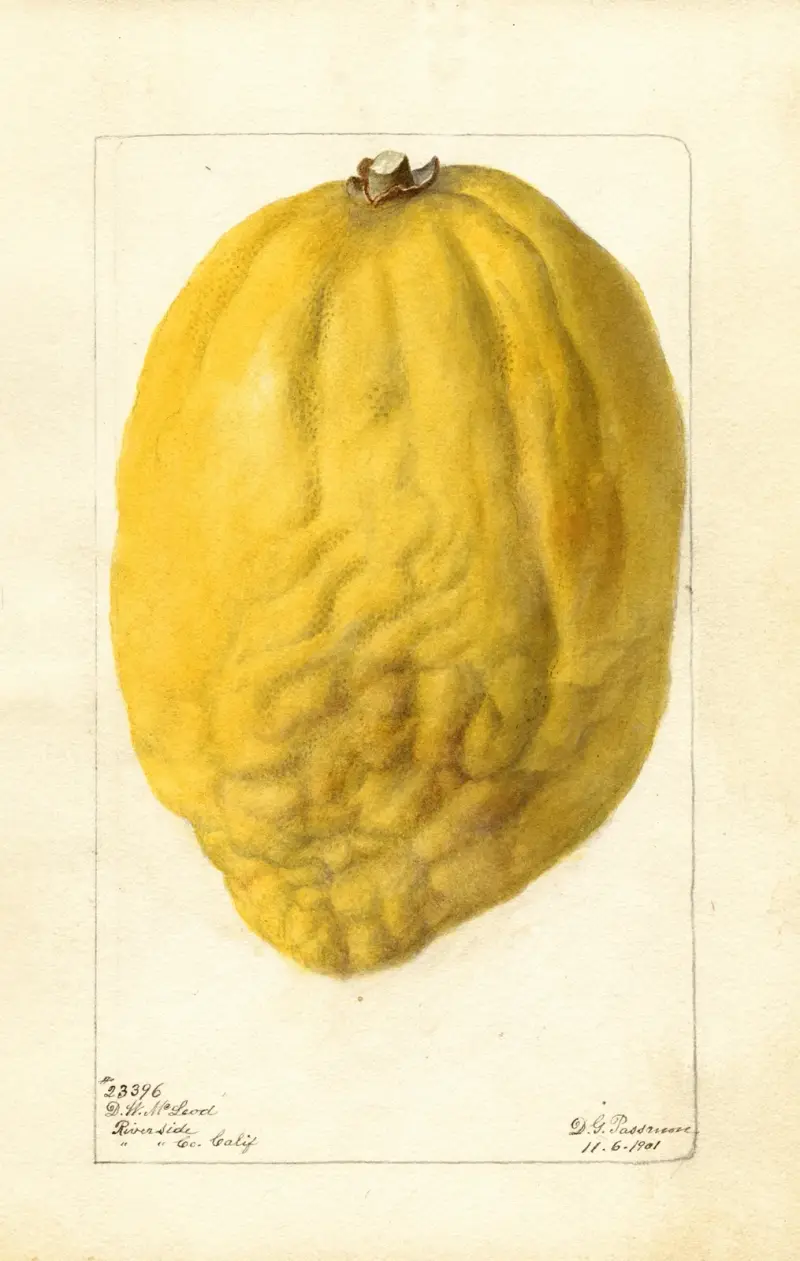 Citrus medica, Deborah Griscom Passmore