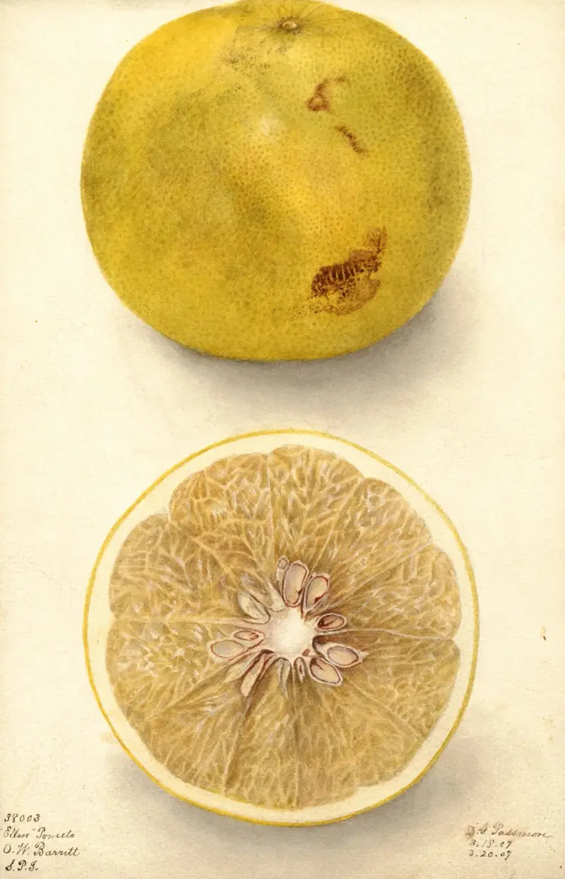 Citrus paradisi: Ellen, Deborah Griscom Passmore