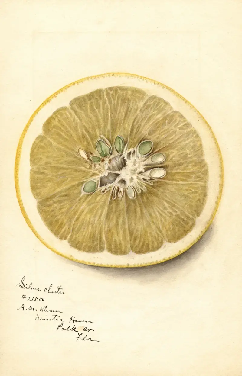 Citrus paradisi: Silver Cluster von Deborah Griscom Passmore