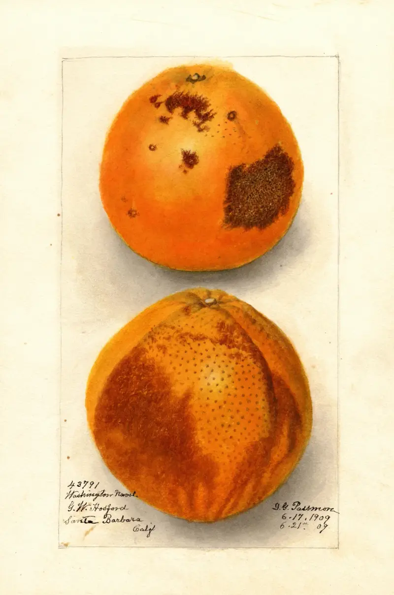 Citrus sinensis: Washington Navel, Deborah Griscom Passmore