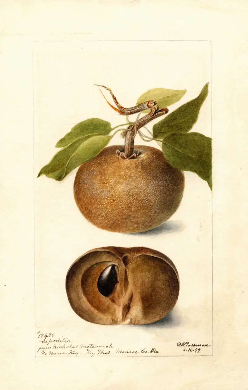 Manilkara zapota, Deborah Griscom Passmore