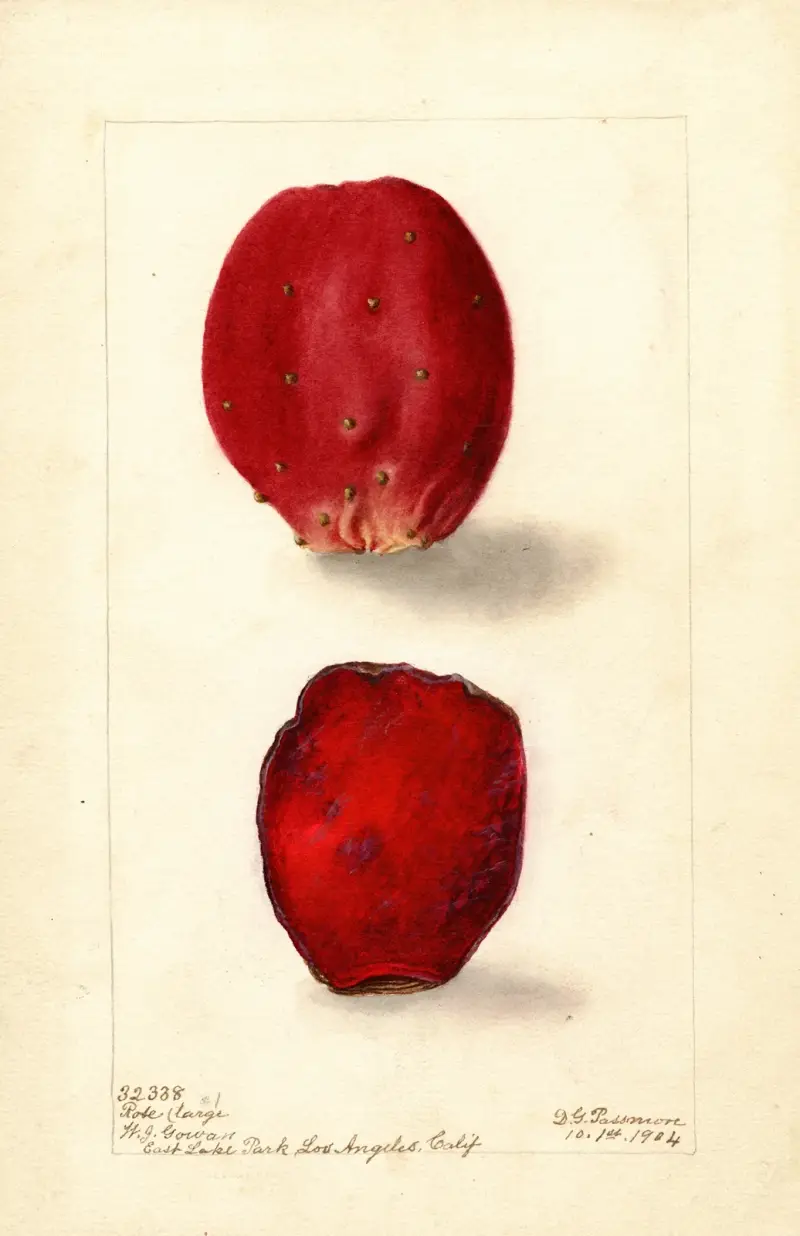 Opuntia: Rosenkaktus von Deborah Griscom Passmore
