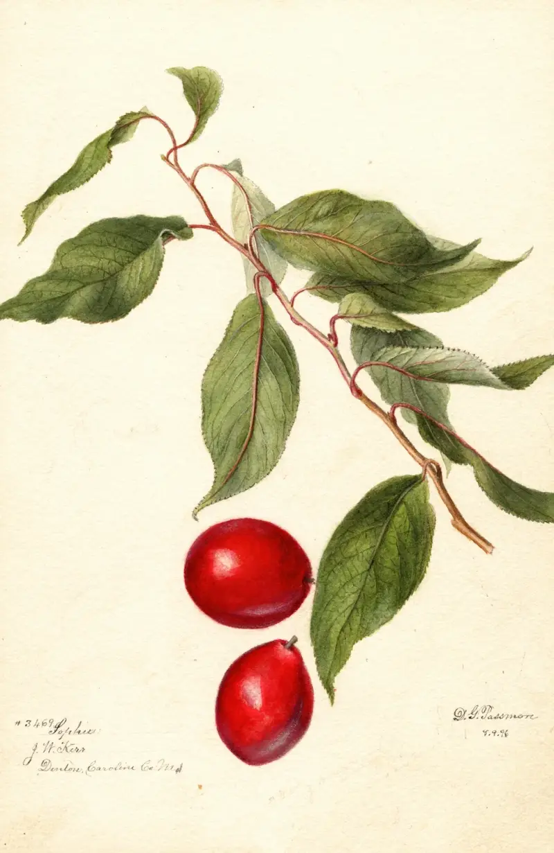 Prunus domestica: Sophie av Deborah Griscom Passmore