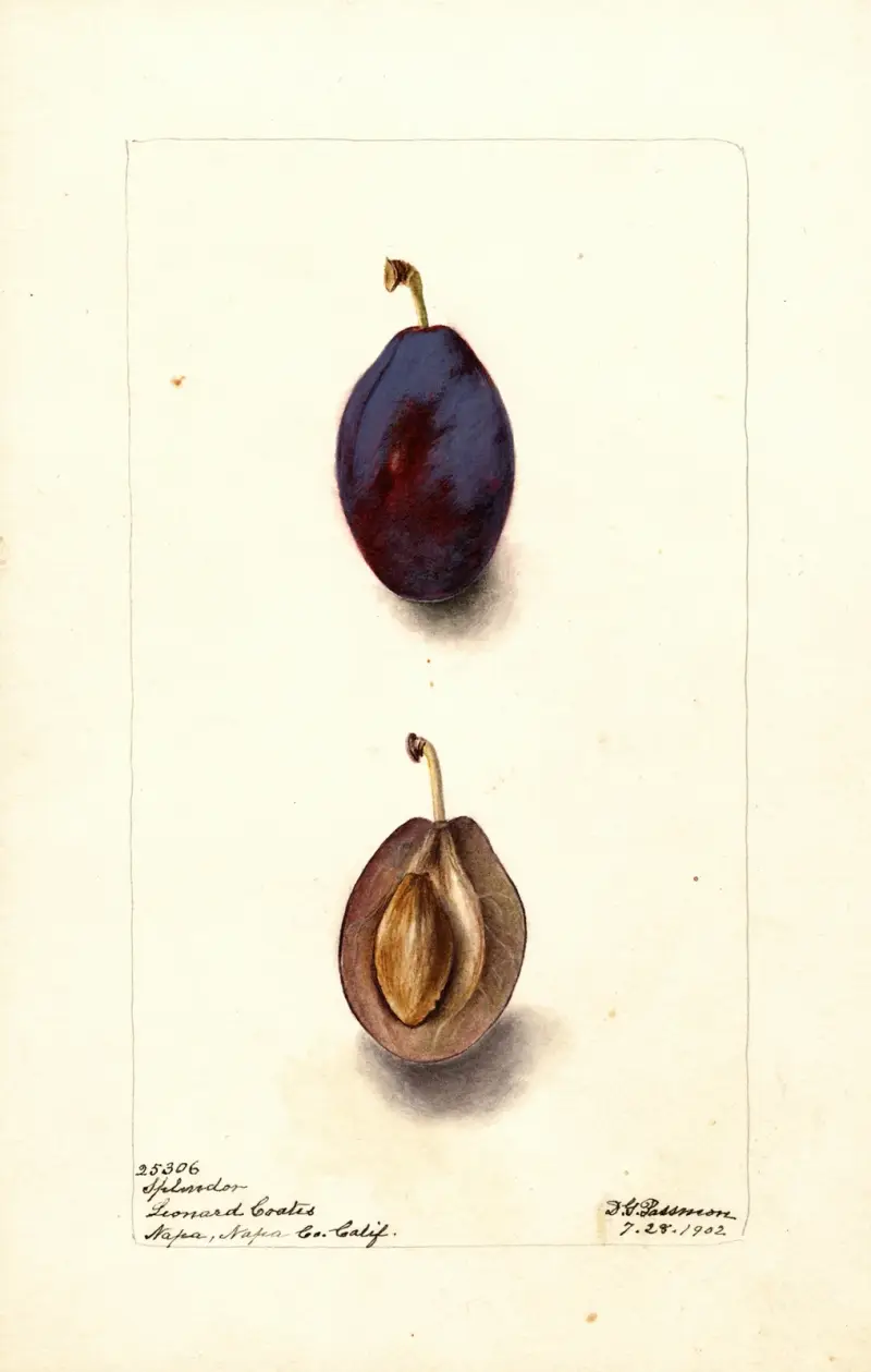 Prunus domestica: Splendor von Deborah Griscom Passmore