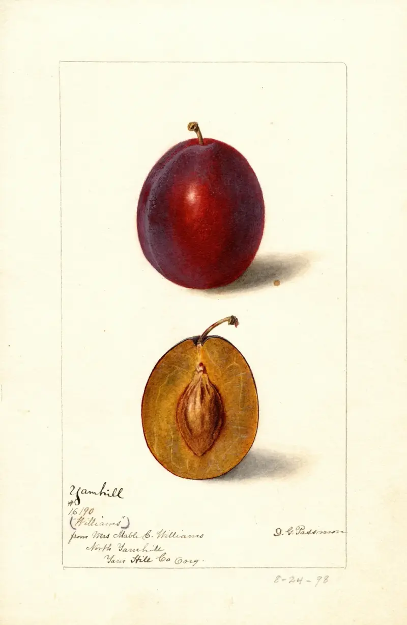 Prunus domestica: Yamhill av Deborah Griscom Passmore