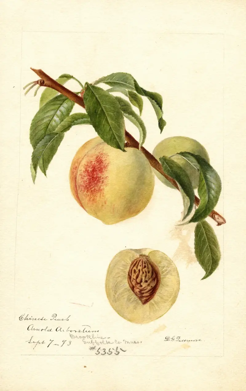 Prunus persica: Chinese, Deborah Griscom Passmore