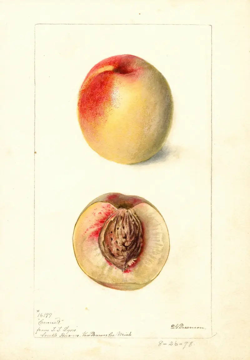 Prunus persica: Connett von Deborah Griscom Passmore