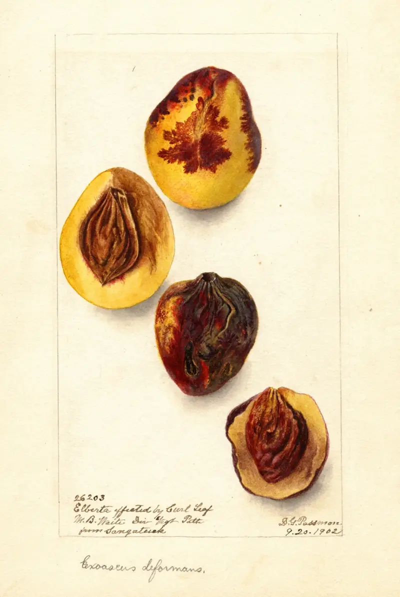 Prunus persica: Elberta, Deborah Griscom Passmore