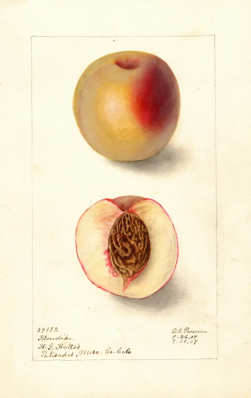 Prunus persica: Klondike, Deborah Griscom Passmore