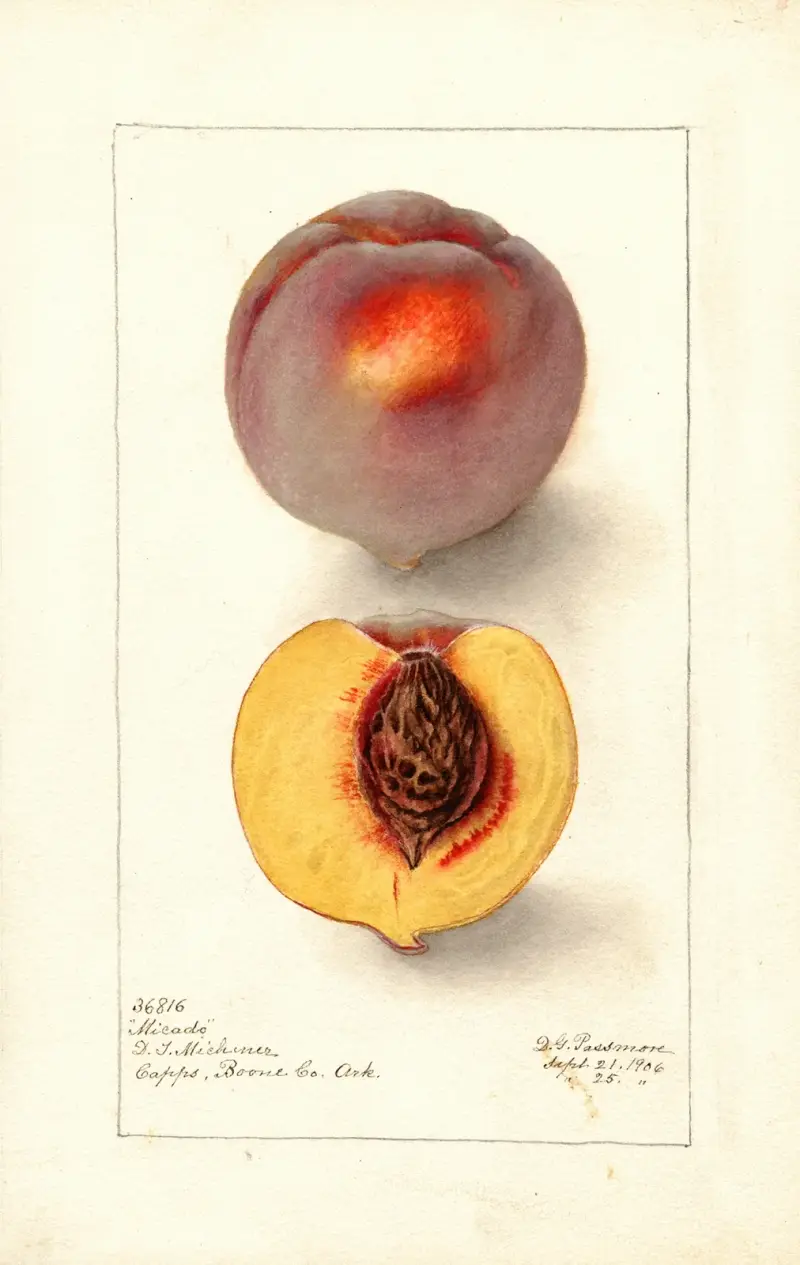 Prunus persica: Micado, Deborah Griscom Passmore
