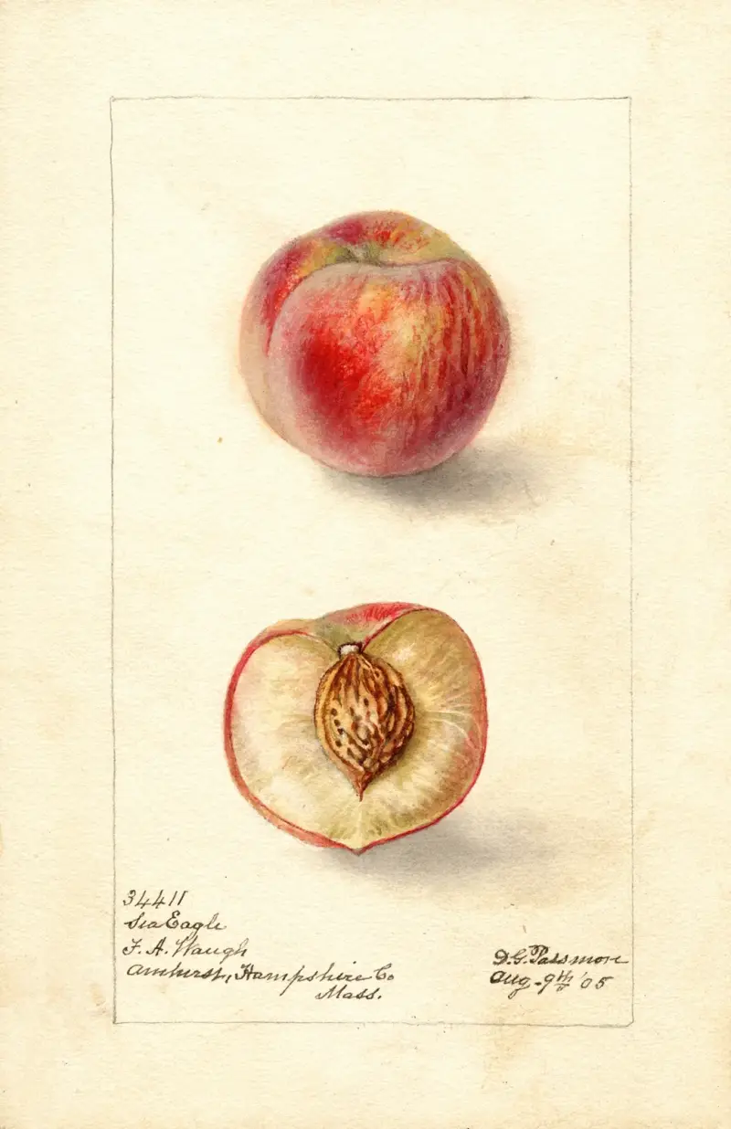 Prunus persica: Sea Eagle, Deborah Griscom Passmore