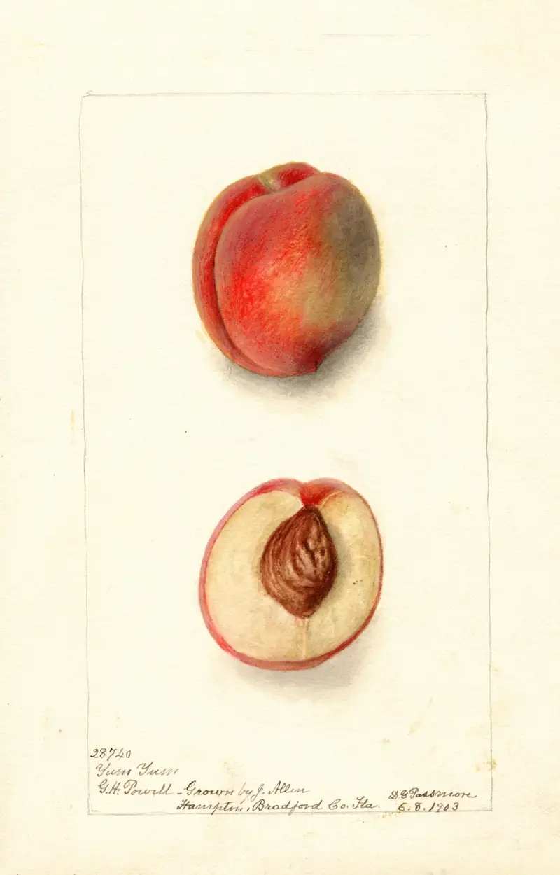 Prunus persica: Yum Yum av Deborah Griscom Passmore