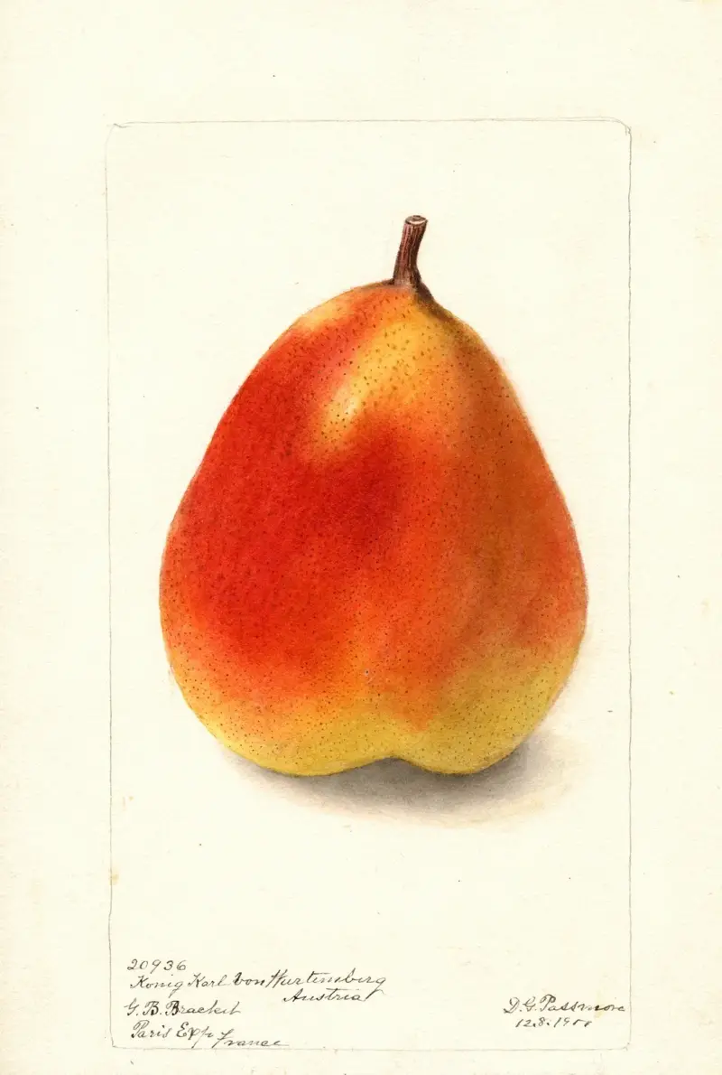 Pyrus communis: Konig Karl von Wurttemberg av Deborah Griscom Passmore