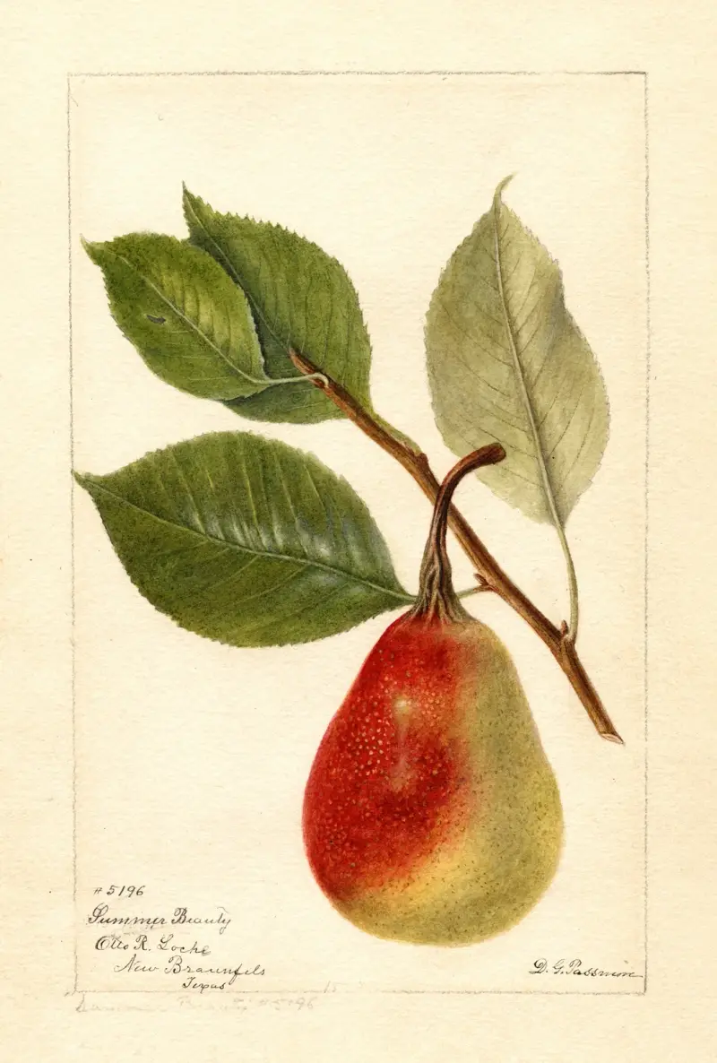Pyrus communis: Summer Beauty von Deborah Griscom Passmore
