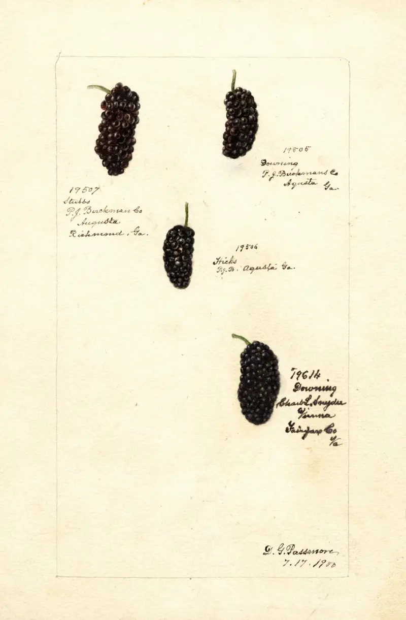 Rubus, Deborah Griscom Passmore