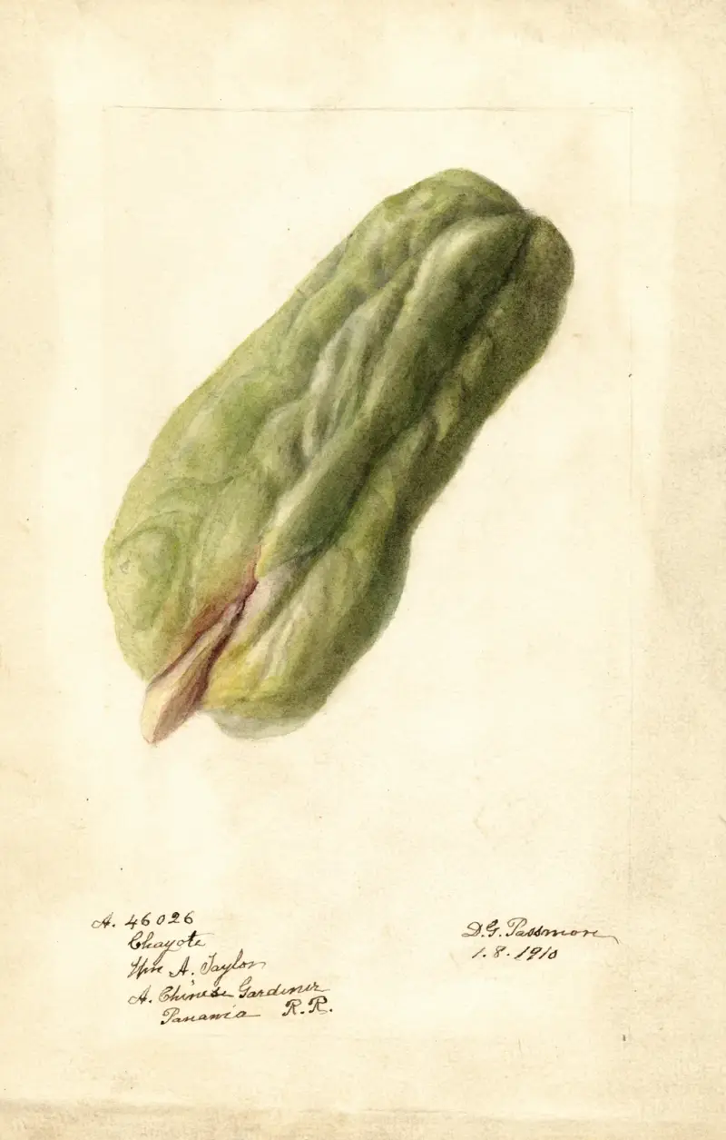 Sechium edule, Deborah Griscom Passmore