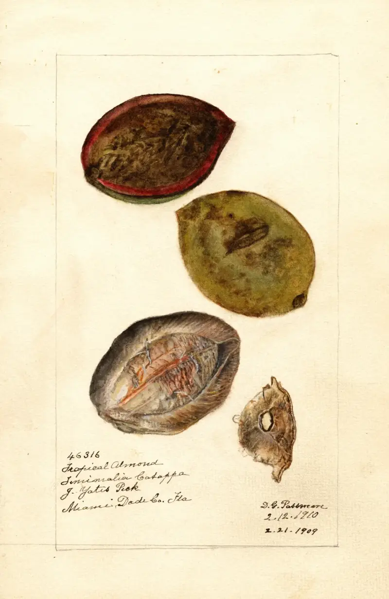 Terminalia catappa, Deborah Griscom Passmore