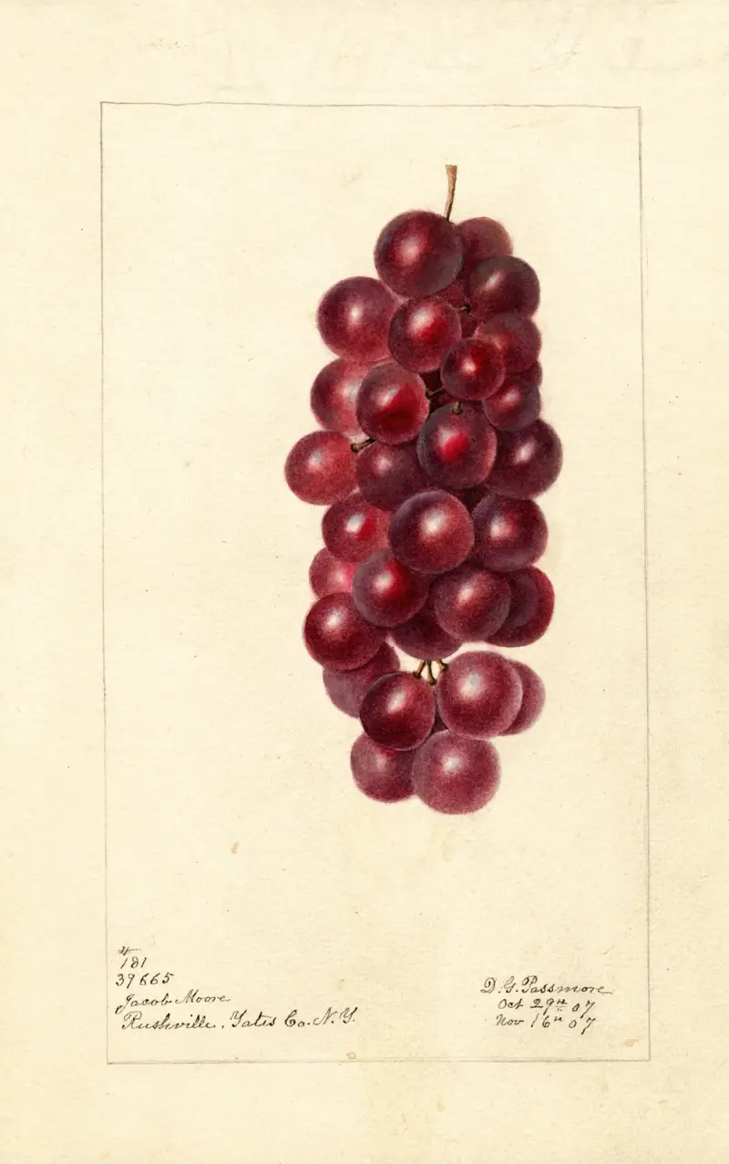 Vitis: Jacob Moore von Deborah Griscom Passmore