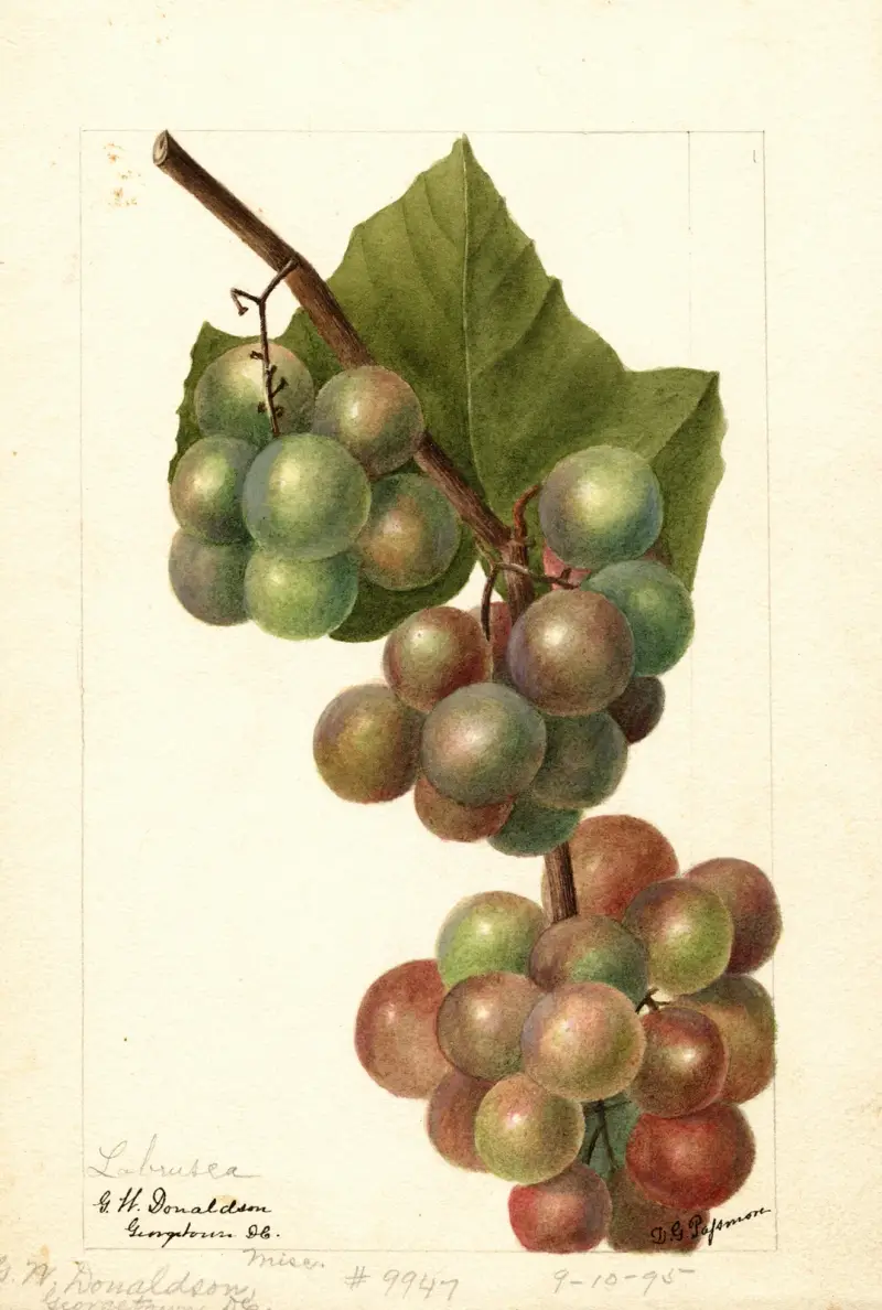 Vitis: Labrusca, Deborah Griscom Passmore