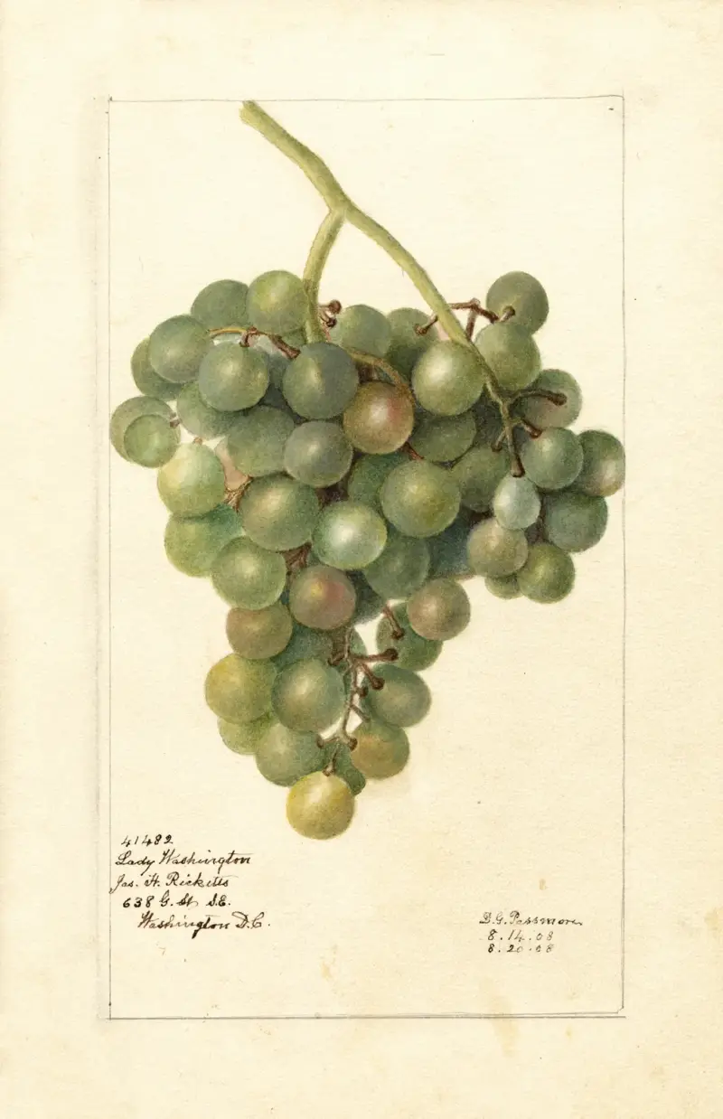 Vitis: Lady Washington, Deborah Griscom Passmore