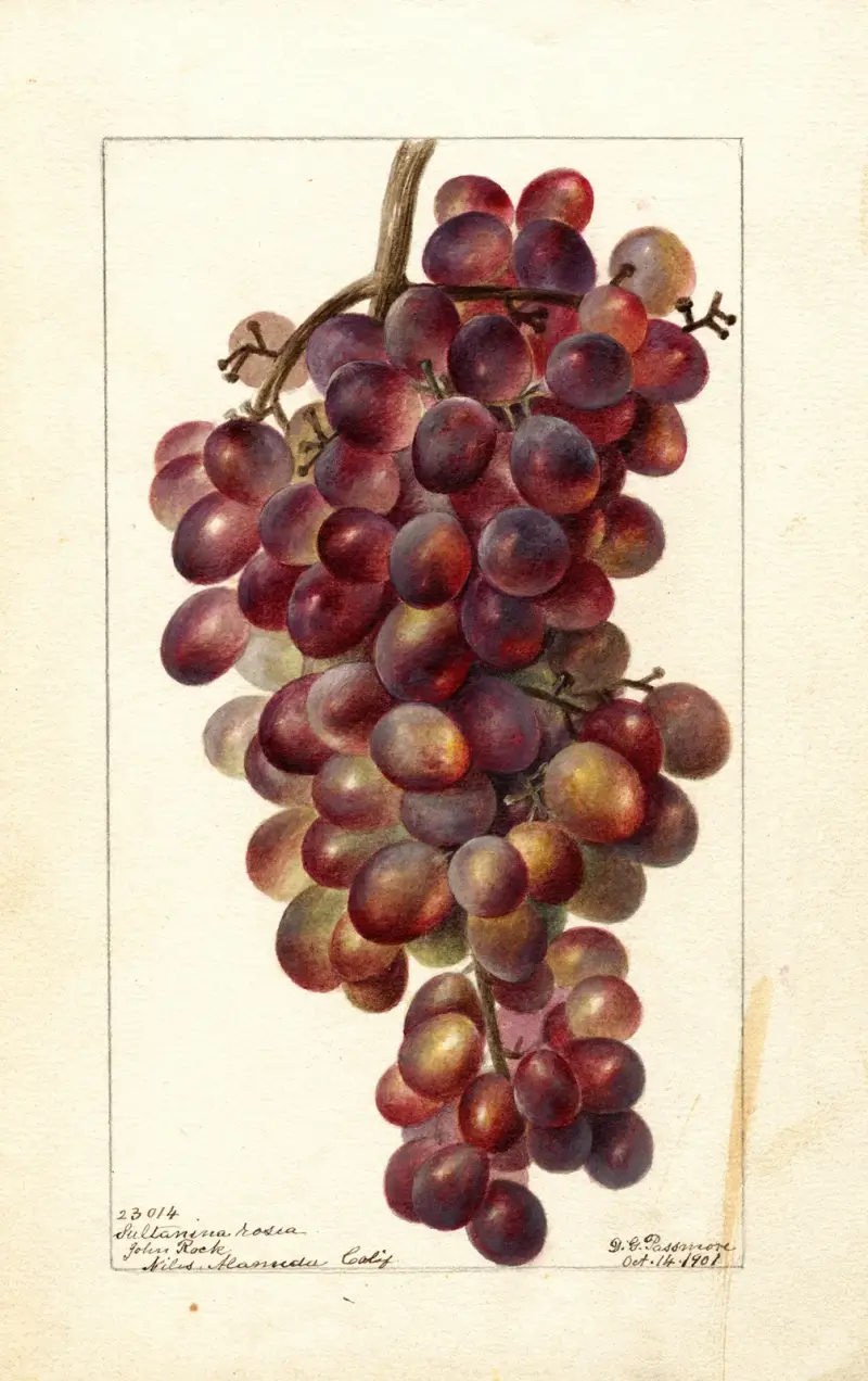 Vitis: Sultanina Rosea, 1901, Deborah Griscom Passmore