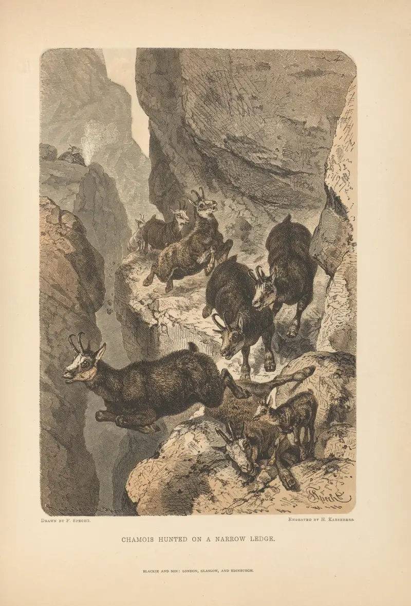 Gämse auf einem schmalen Felsvorsprung gejagt von Theodor Gsell Fels