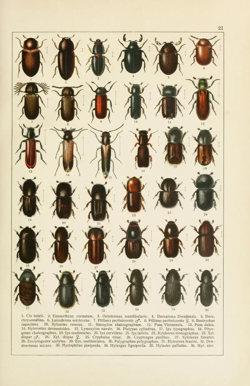 Calwers Käferbuch Pl.01 av Carl Gustav Calwer