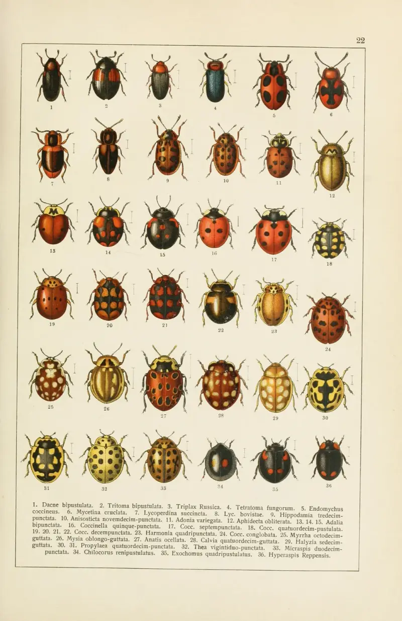 Calwers Käferbuch Pl.02 av Carl Gustav Calwer