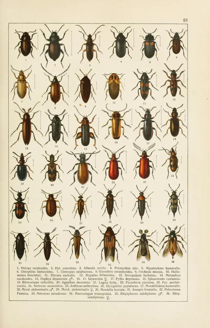 Calwers Käferbuch Pl.03 av Carl Gustav Calwer