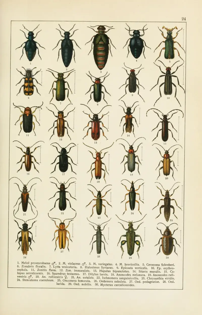 Calwers Käferbuch Pl.04 av Carl Gustav Calwer