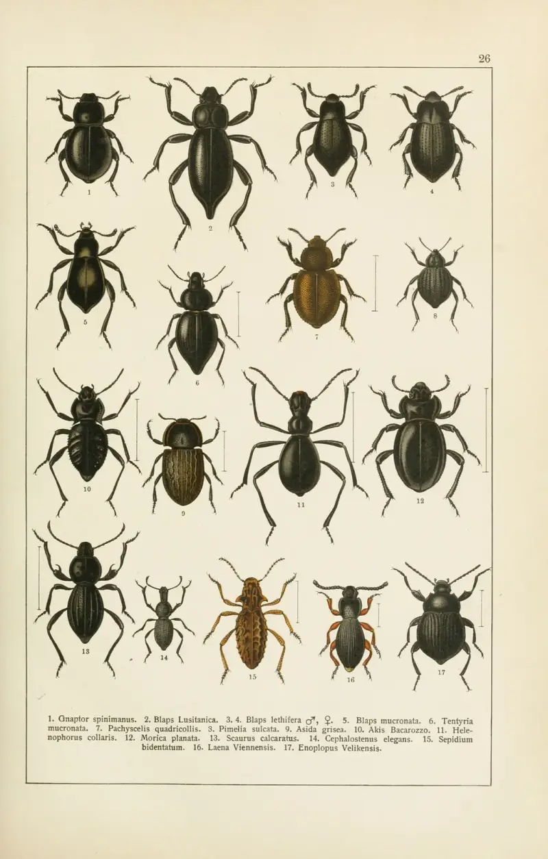 Calwers Käferbuch Pl.06 av Carl Gustav Calwer